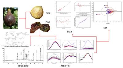 Rapid Prediction of Fig Phenolic Acids and Flavonoids Using Mid-Infrared Spectroscopy Combined With Partial Least Square Regression